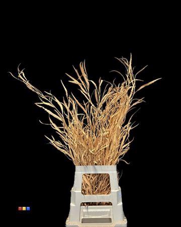 <h4>Grevillea Apricot</h4>