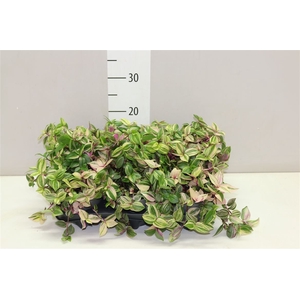 Tradescantia Fl Quadricolor