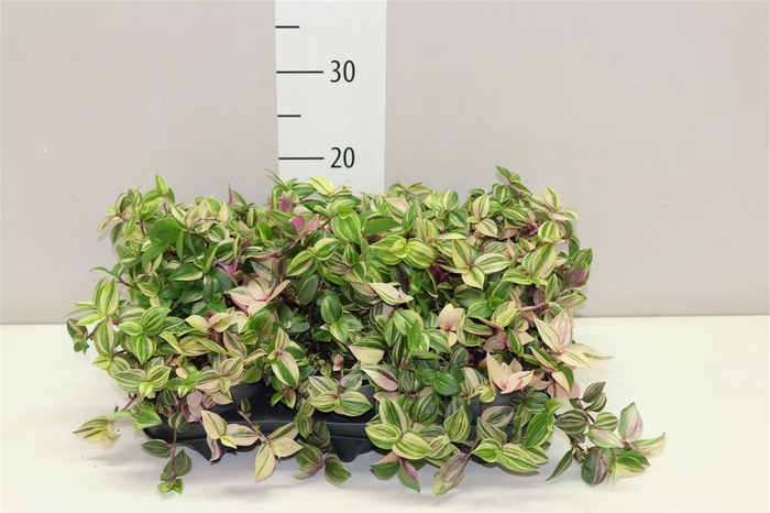 <h4>Tradescantia Fl Quadricolor</h4>