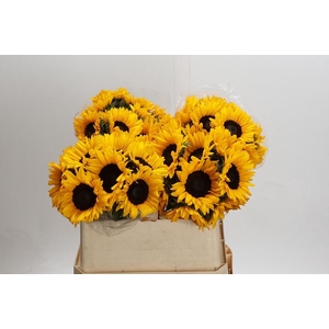 Helianthus Orange Fire