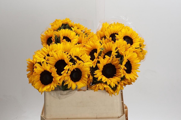 <h4>Helianthus Orange Fire</h4>