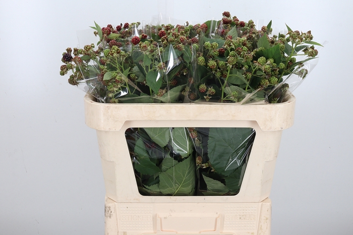 <h4>Rubus Fr Chester Braam</h4>