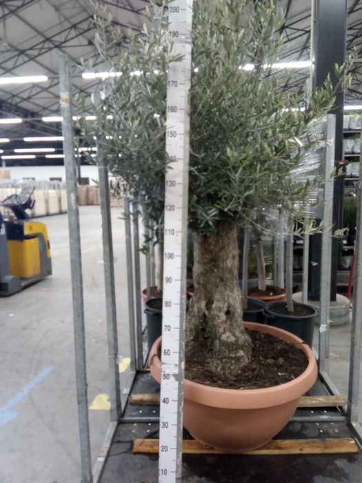 <h4>Olea europaea</h4>