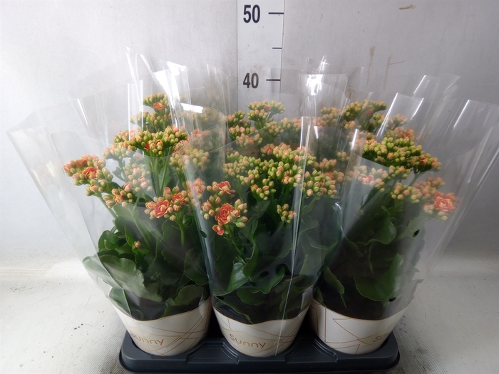<h4>Kalanchoe  'Volcanic Orange'</h4>