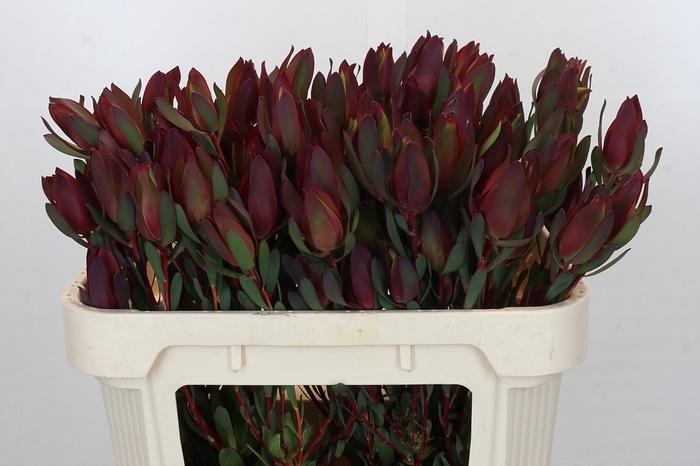 Leucadendron Senorita Spray