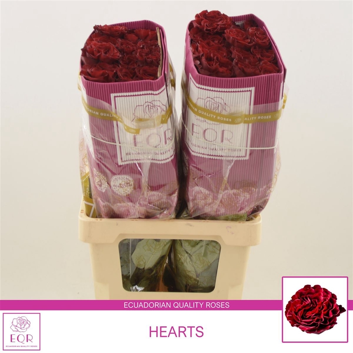 <h4>Rosa gr Hearts</h4>