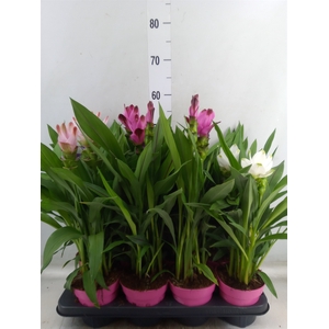 Curcuma   ...mix