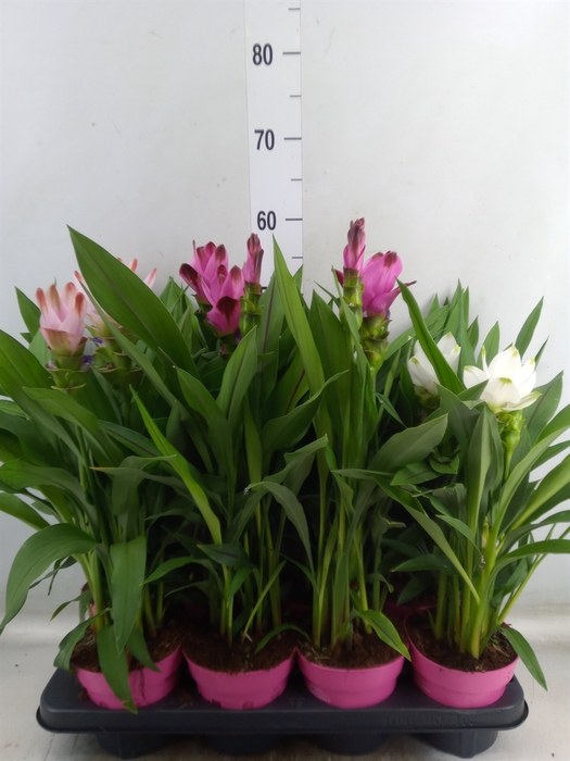 <h4>Curcuma   ...mix</h4>