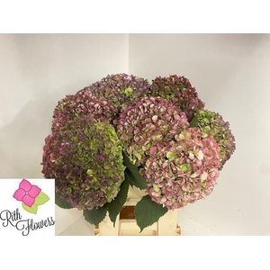 HYDR M ROY GRANDE CL