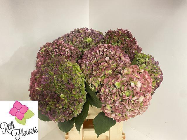 <h4>HYDR M ROY GRANDE CL</h4>