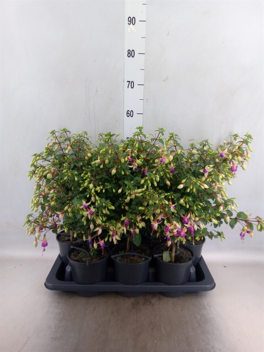 <h4>Fuchsia  'Minirose'</h4>
