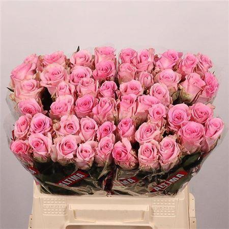 <h4>R Gr Jessika</h4>