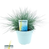 Festuca Glauca Intense Blue®