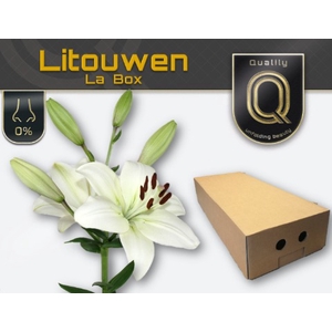 LI LA LITOUWEN MAGNUM LA BOX 5+