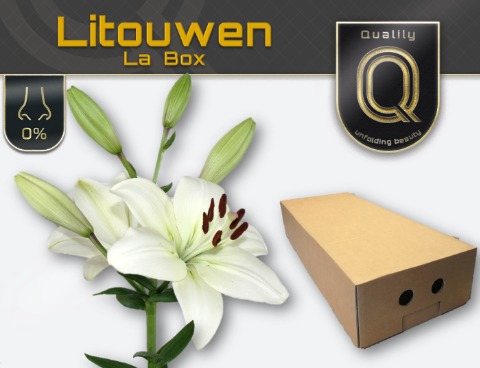 LI LA LITOUWEN MAGNUM LA BOX 5+