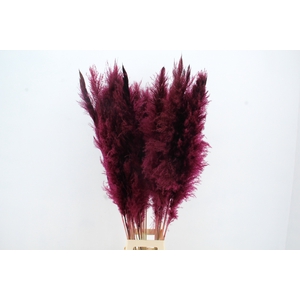 DF Pampas 130cm Bordeaux