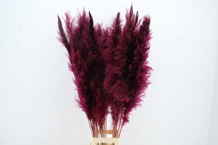 <h4>DF Pampas 130cm Bordeaux</h4>