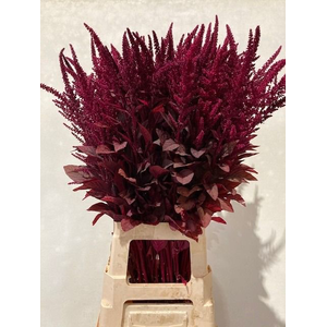 Amaranthus Cr Velvet Verduin