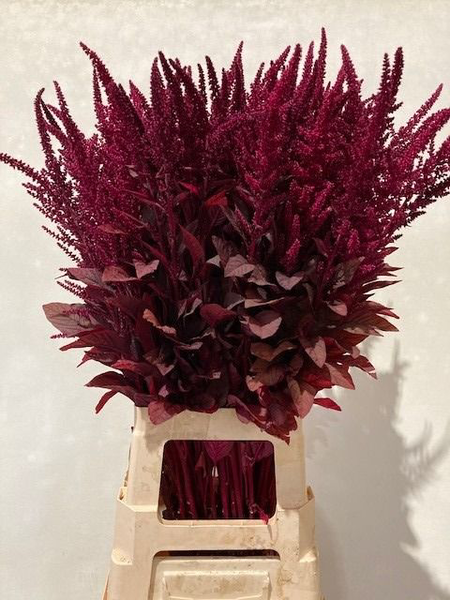 Amaranthus Cr Velvet Verduin