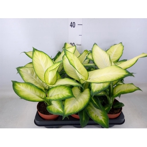 Dieffenbachia  'Summer Style'