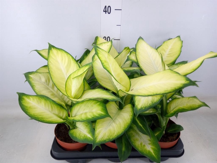 <h4>Dieffenbachia  'Summer Style'</h4>