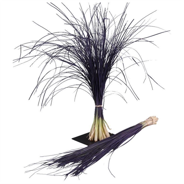 <h4>Beregras Lila Donker</h4>