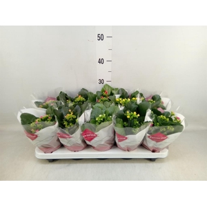 Kalanchoe blos.   ..mix 6