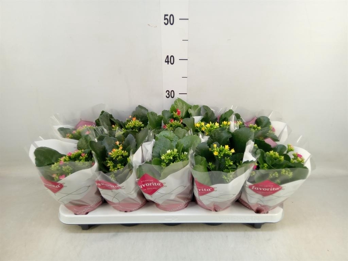 <h4>Kalanchoe blos.   ..mix 6</h4>