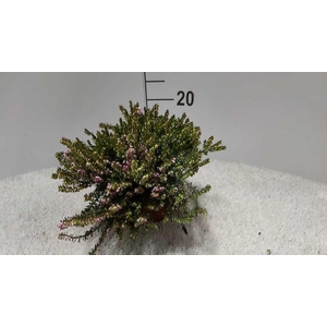 Erica dar. Darley Dale