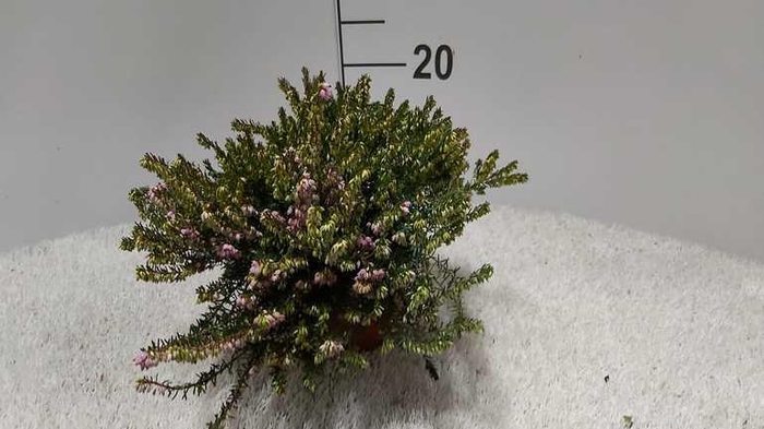 <h4>Erica dar. Darley Dale</h4>