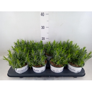 Lavandula interm. 'Edelweiss'