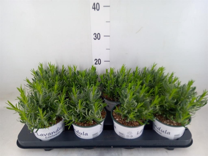 <h4>Lavandula interm. 'Edelweiss'</h4>