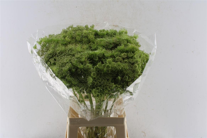 <h4>Ammi Vis Green Mist</h4>