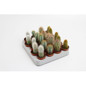 Cactus palen mix