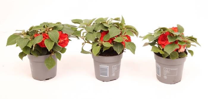 <h4>Impatiens Glimmer Double Bright Red</h4>