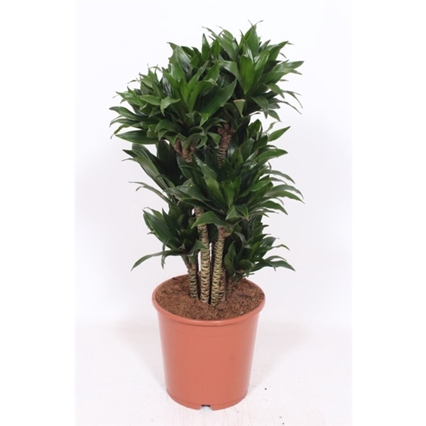 <h4>Dracaena Compacta</h4>