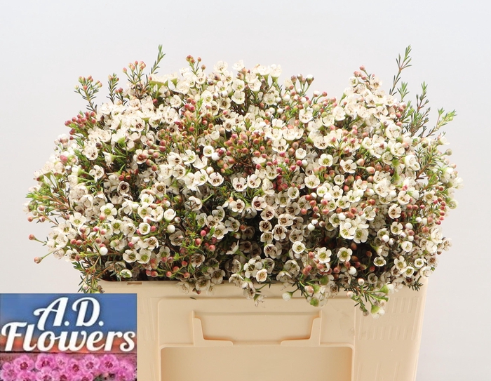 <h4>CHAME MI LIRON</h4>