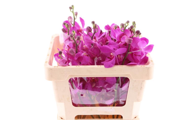 <h4>Mok Ct Purple</h4>