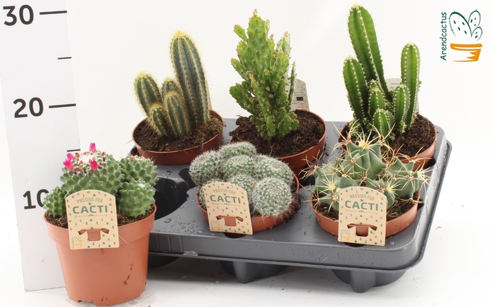 <h4>CACTUS GEM</h4>
