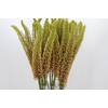 Eremurus Emmy Ro