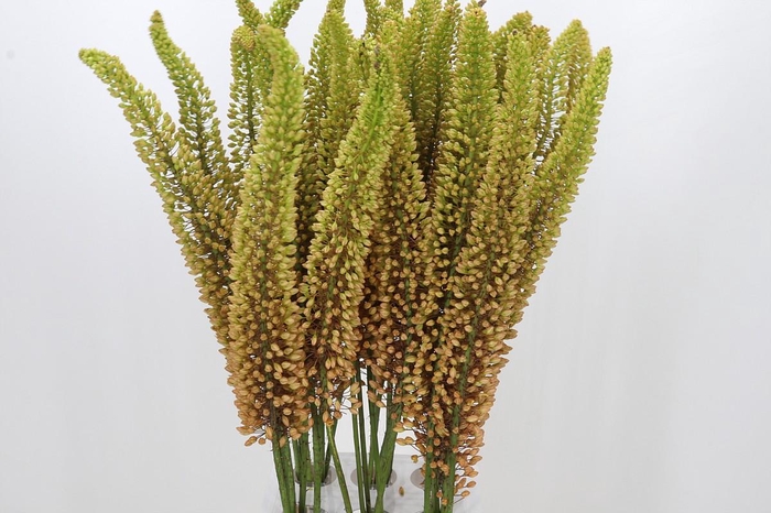 <h4>Eremurus Emmy Ro</h4>
