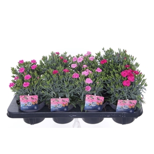 Dianthus caryophyllus Peman mix