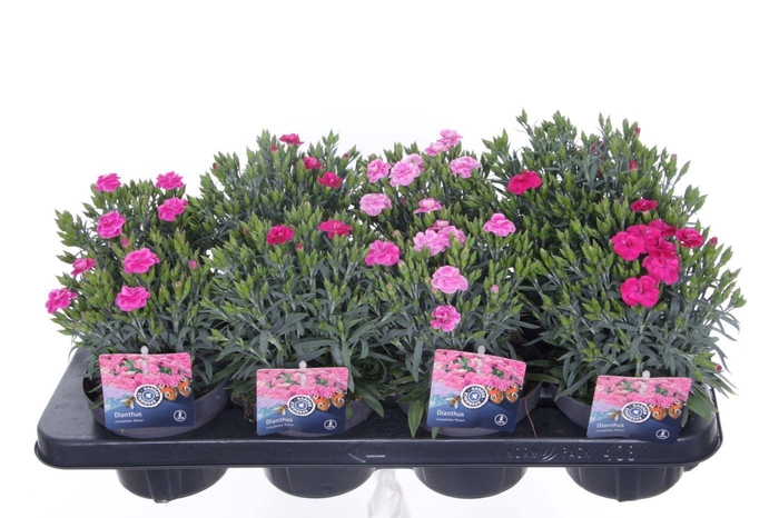 <h4>Dianthus caryophyllus Peman mix</h4>