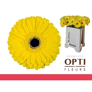 Gerbera Don Leo Water