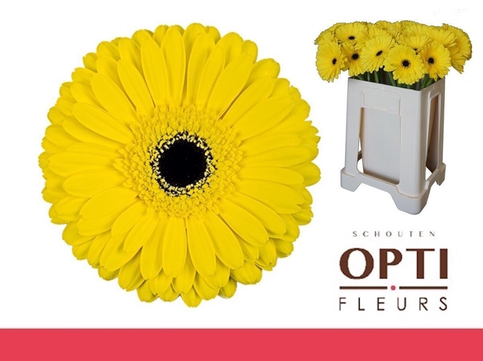 <h4>Gerbera Don Leo Water</h4>