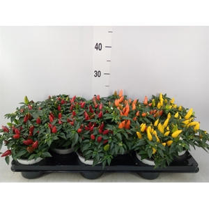 Capsicum annuum 'Favorit'   ...mix