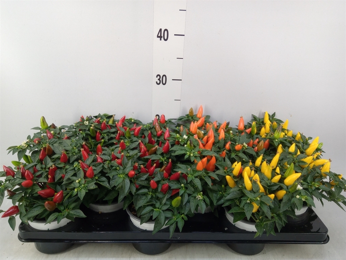 <h4>Capsicum annuum 'Favorit'   ...mix</h4>