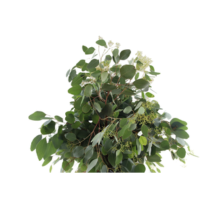 Populus Berry Long Extra