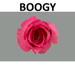 R KL BOOGY Boxes (V)