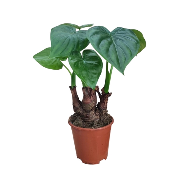 <h4>Alocasia cucullata</h4>